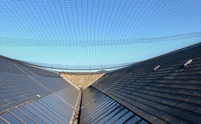 Bird Prevention Service - Cleland Roofing Solutions
