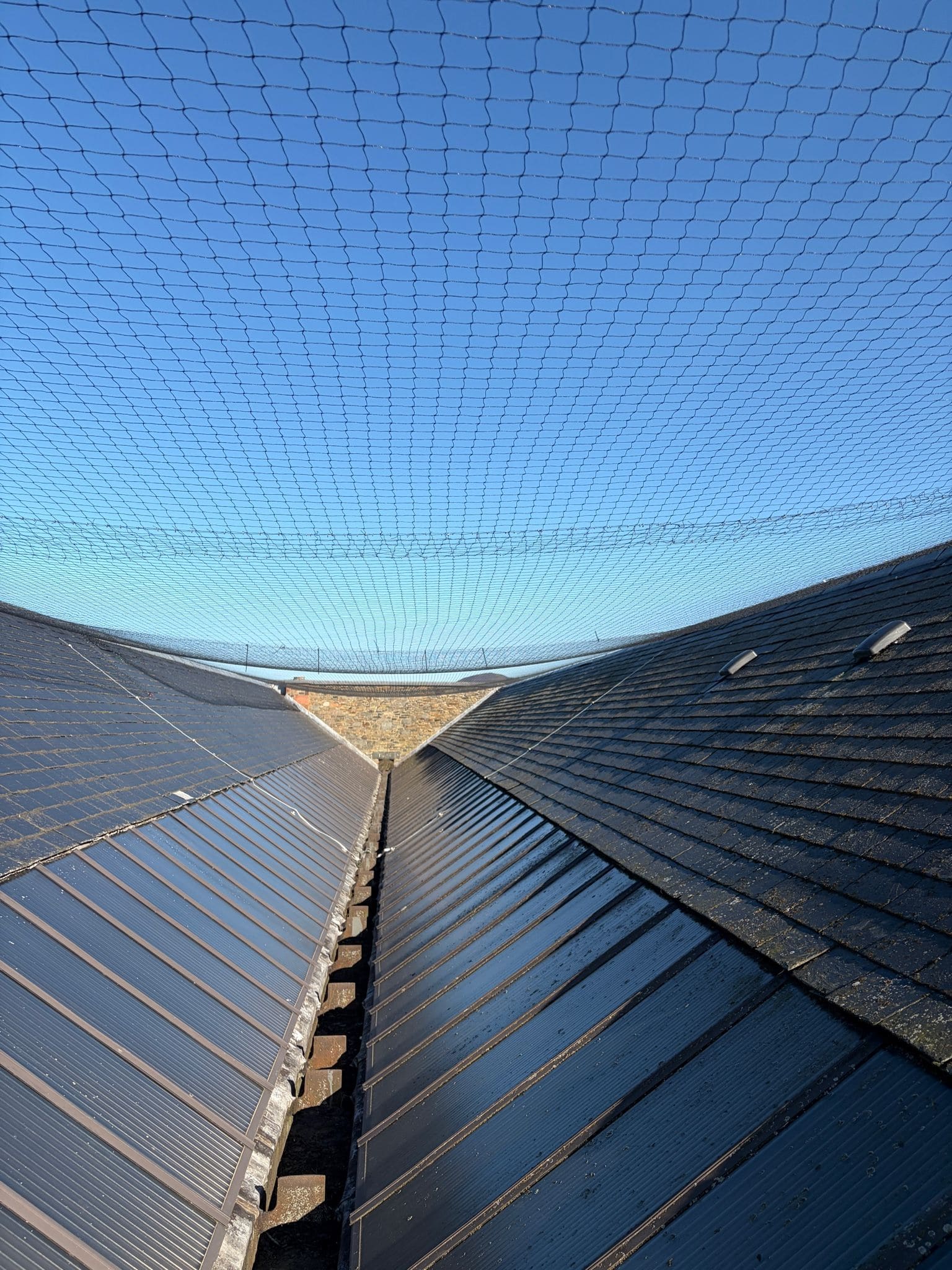 Bird Prevention - cleland roofing solutions
